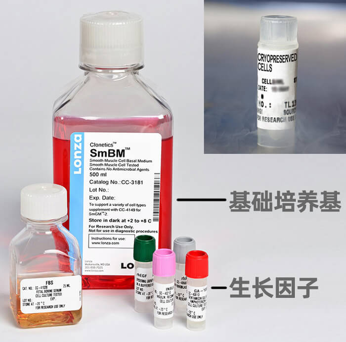 LONZA人肺动脉平滑肌细胞，用于原代培养，LONZA中国一级代理商