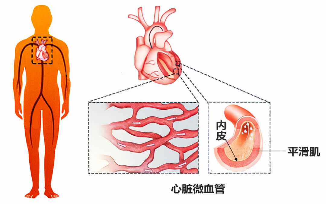 LONZA原代人心脏微血管内皮细胞HMVEC-电子游戏试玩平台