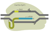 IDT Alt-R CRISPR-Cas12a/Cpf1 基因编辑系统