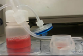 Quasi Vivo流动培养提高气液界面培养人支气管上皮细胞分化