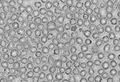 LONZA人脐带血造血干细胞Human Cord Blood CD34+ Stem/Progenitor Cells