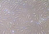 LONZA原代人心脏微血管内皮细胞HMVEC-C, Human Cardiac Microvascular Endothelial Cells